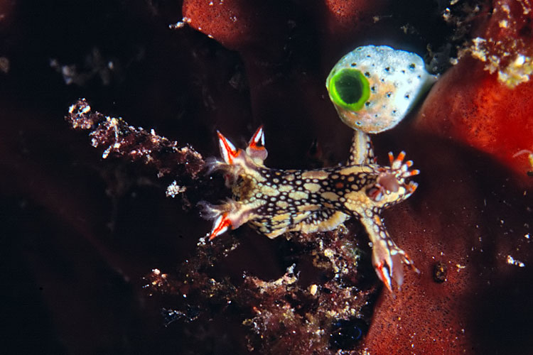 Bornella anguilla